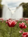 POLISH PARK LIFE: Tulips in BiaÃâystok in front of a spry fountain - POLAND - POLSKA